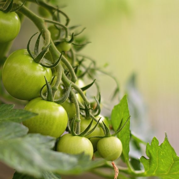 tomates B. Cereus et bio-insecticide